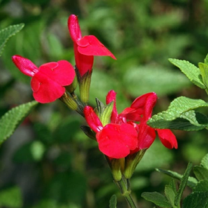 Salvia microphylla
