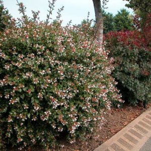 Abelia