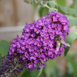 Buddleja