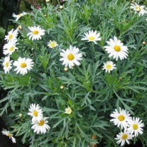 Paquerette flor blanca