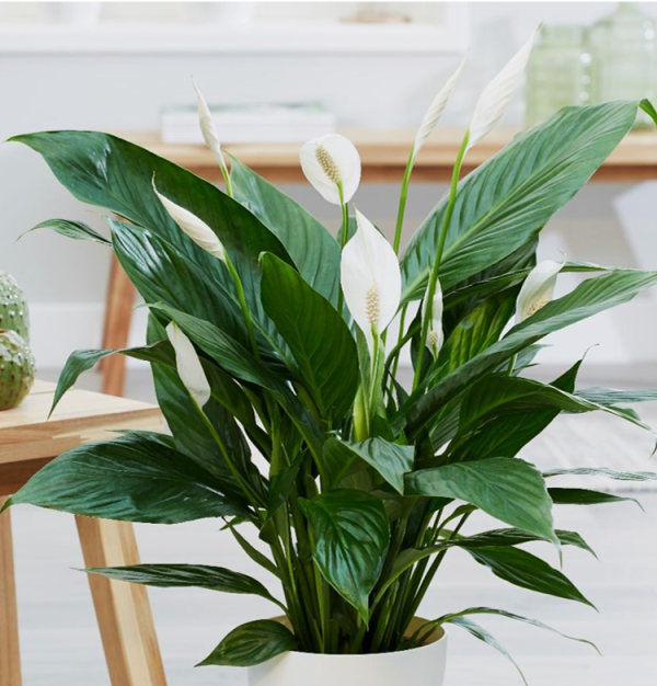 Spathiphyllum