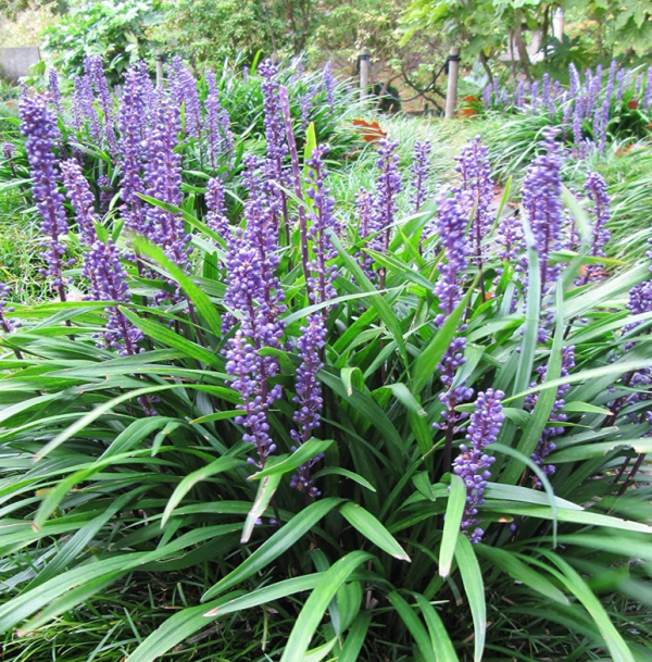 Liriope
