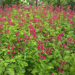 Salvia involucrata