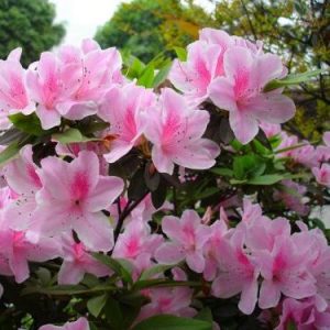 Azalea