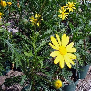 Paquerette amarillo.