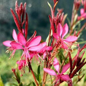 Gaura fucsia