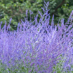 Salvia rusa