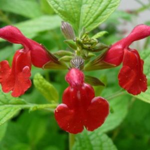 Salvia roja